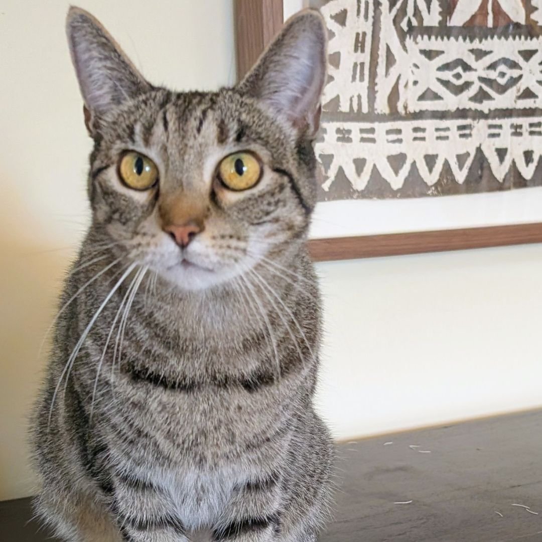 SMOOCH - Unknown available for adoption