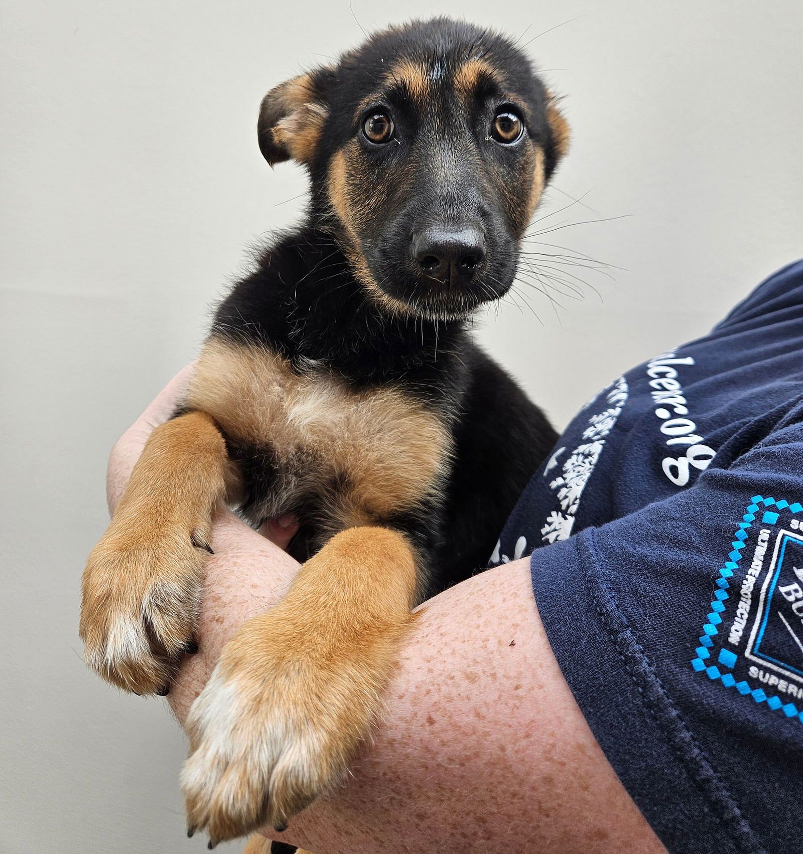 ROME - Unknown available for adoption