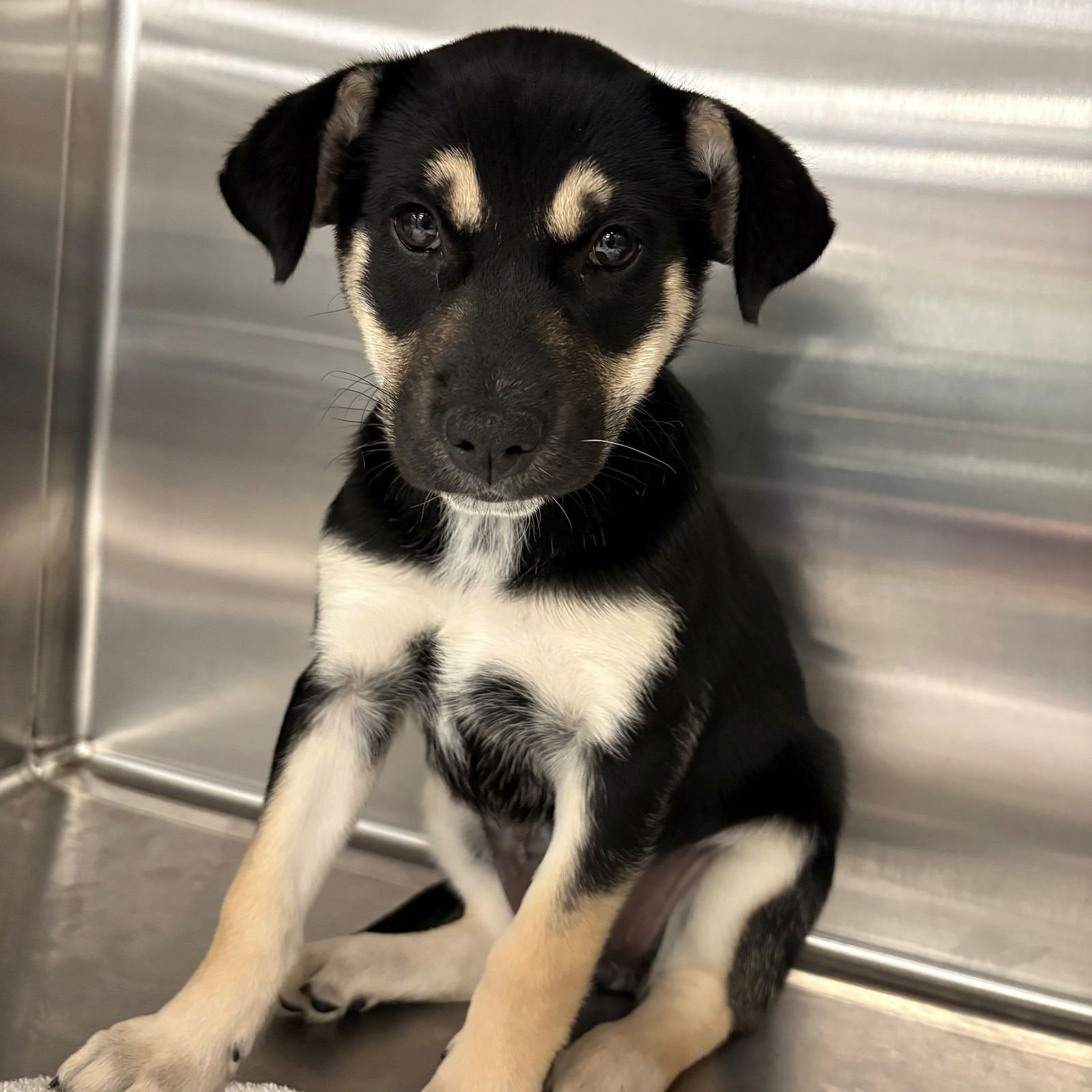 SUPERGIRL - Unknown available for adoption