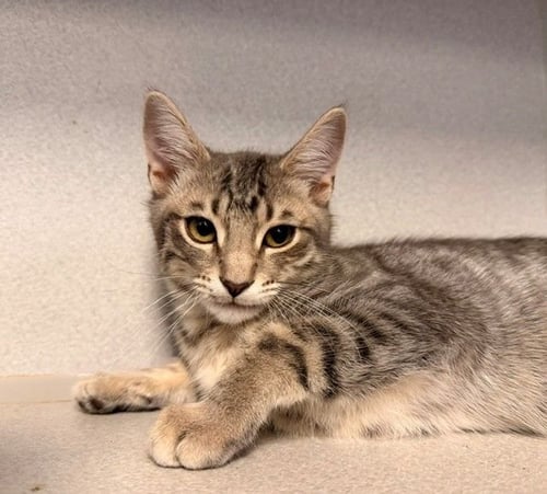 PLAYDOH - Unknown available for adoption
