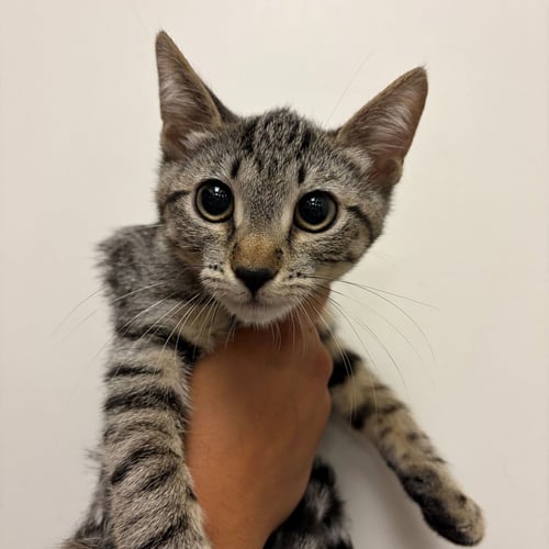 CAKE - Unknown available for adoption