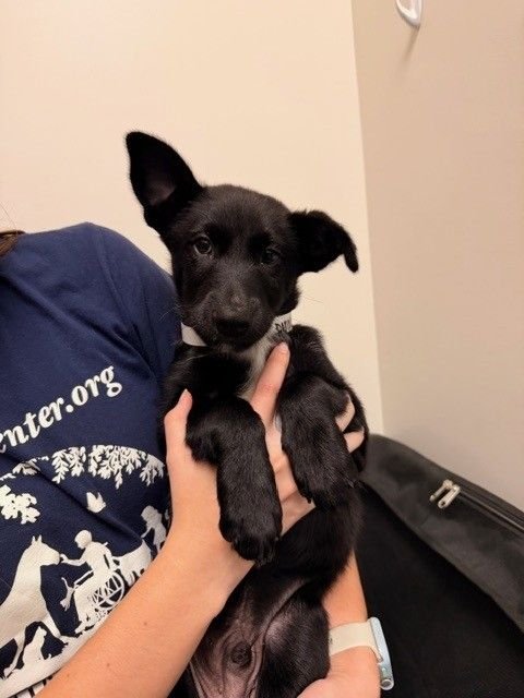 DONNIE - Unknown available for adoption