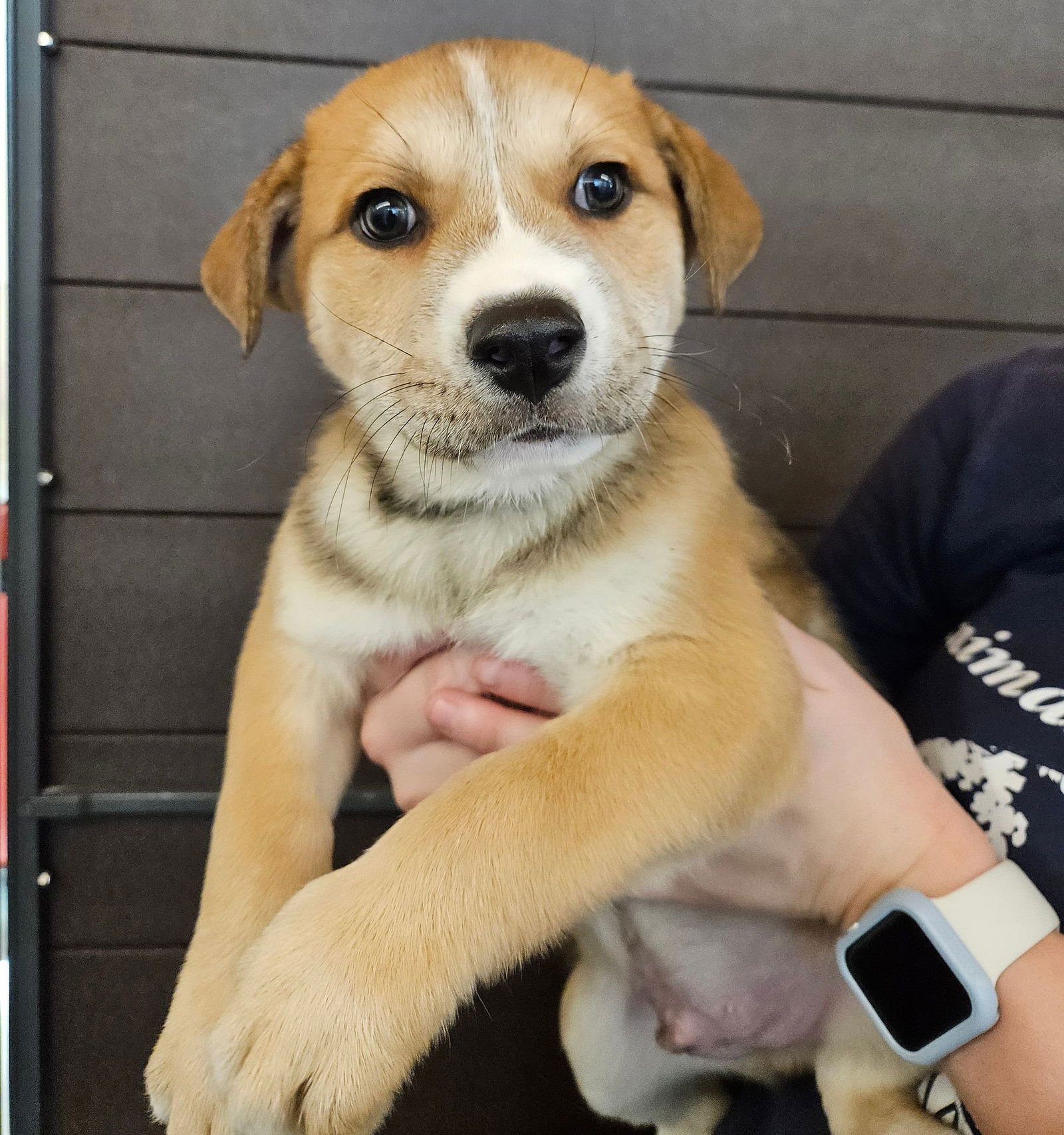 COURT - Unknown available for adoption