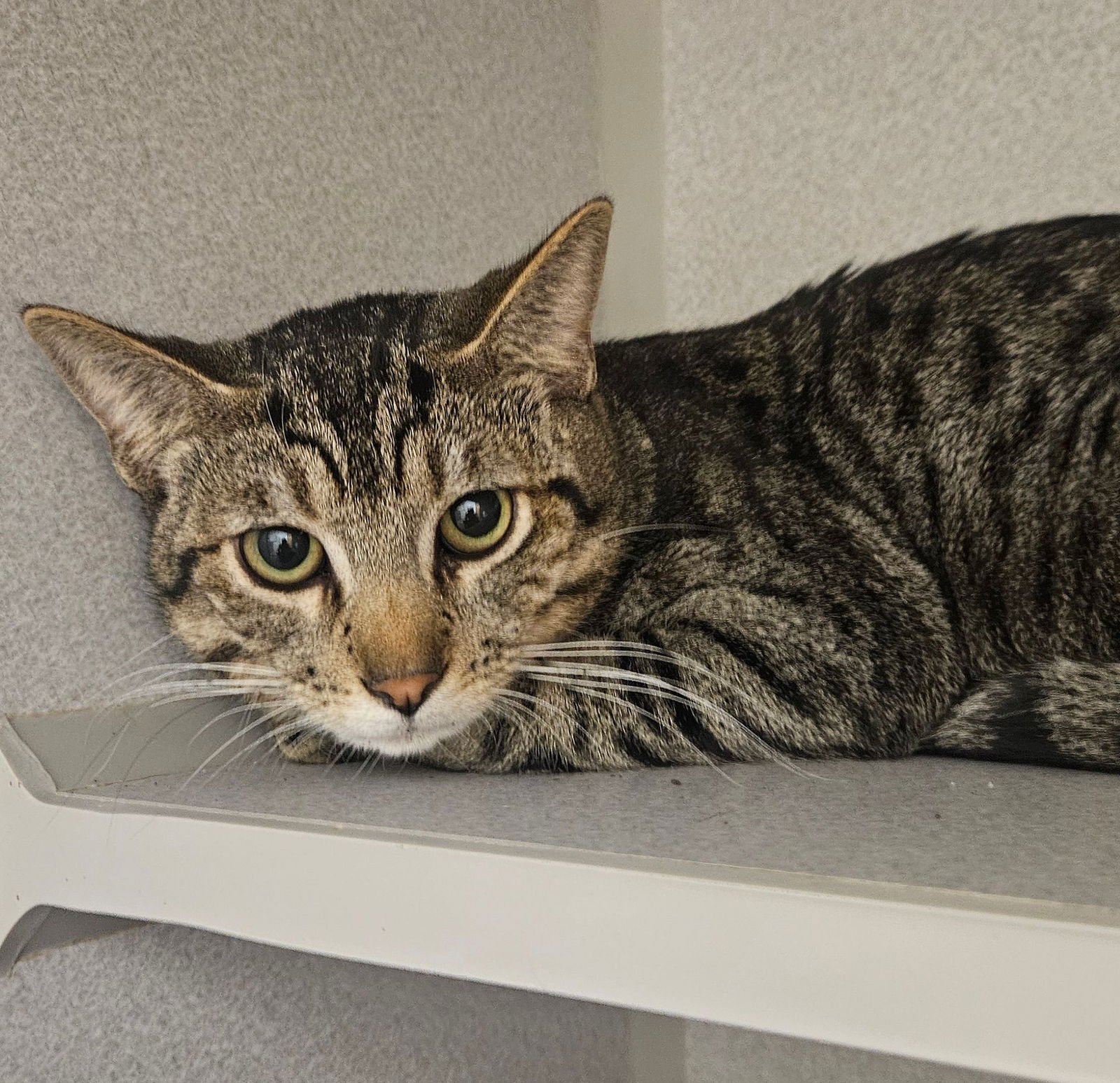 TIGGER - Unknown available for adoption