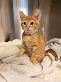 Ginger - Photo 1