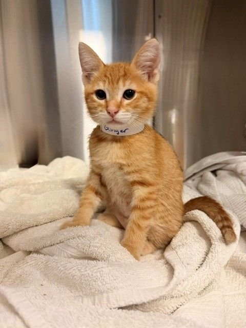 GINGER - Unknown available for adoption