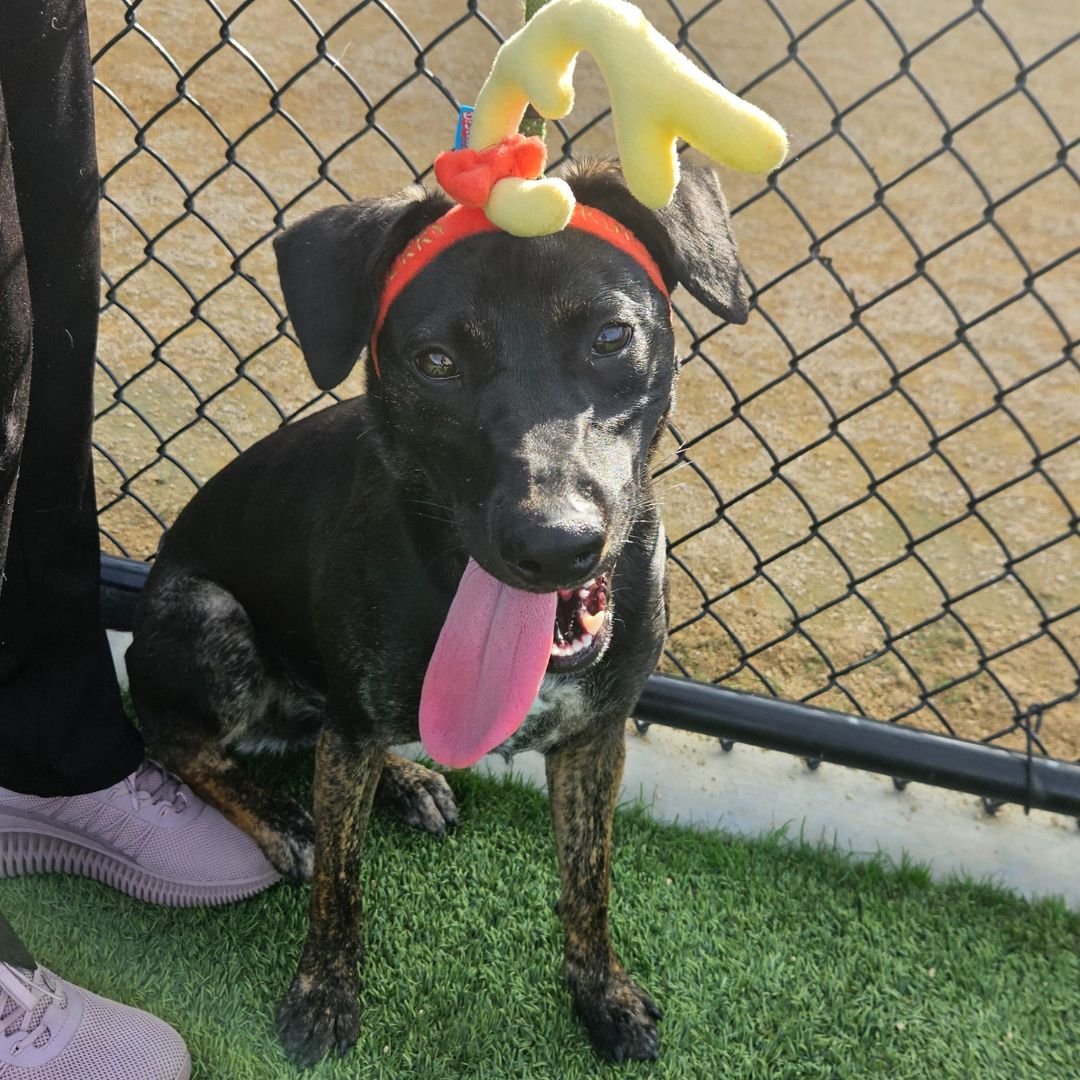 POLLY - Unknown available for adoption