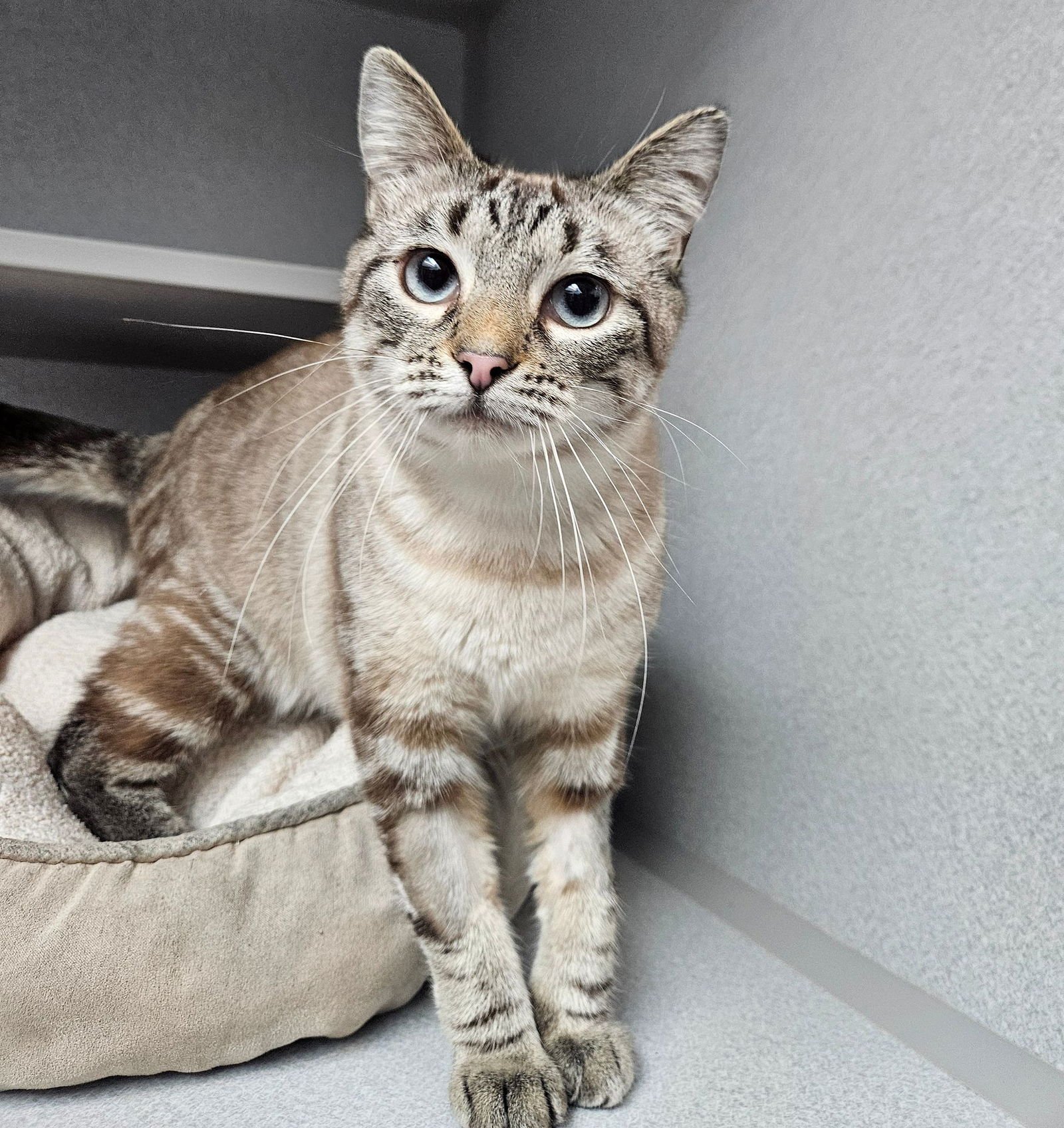 CHLOE - Unknown available for adoption