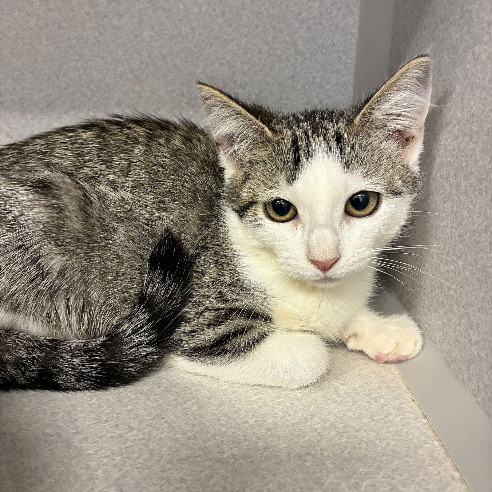 LISA - Unknown available for adoption