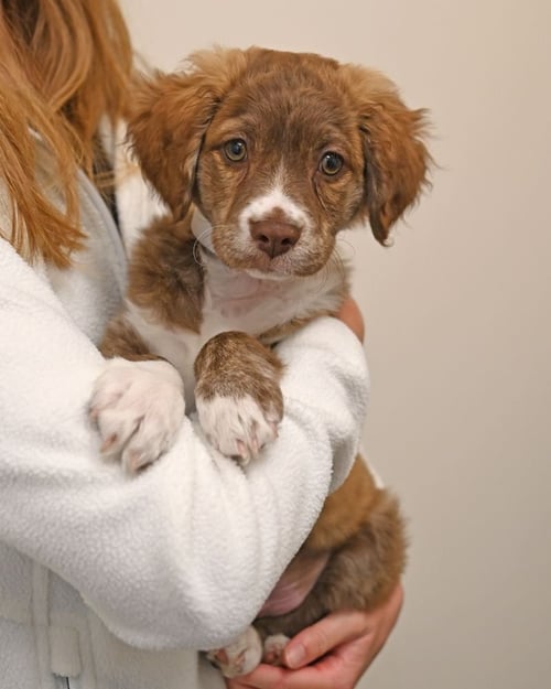 SASHIMI - Unknown available for adoption