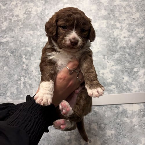 SASHIMI - Unknown available for adoption