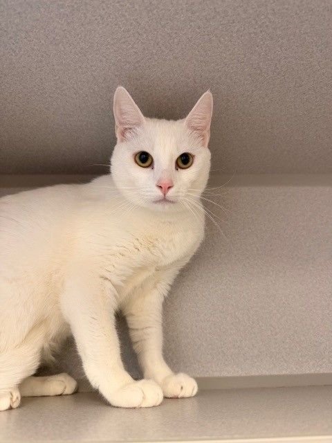 MILO - Unknown available for adoption