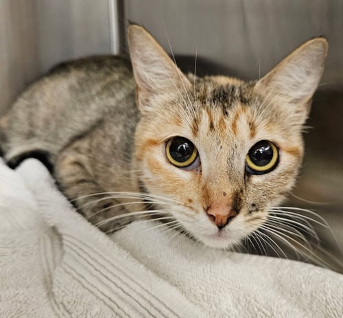 CLEMENTINE - Unknown available for adoption