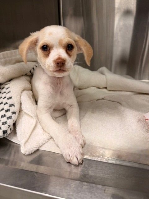 EDAMAME - Unknown available for adoption