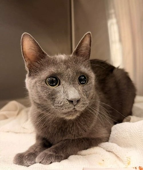PASTA - Unknown available for adoption
