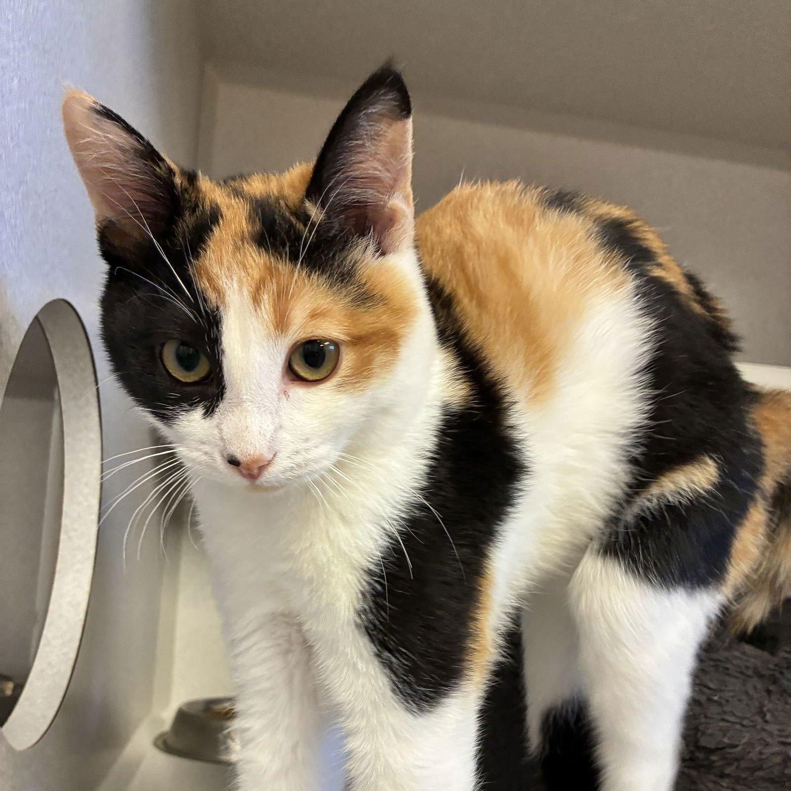 LOLLI - Unknown available for adoption