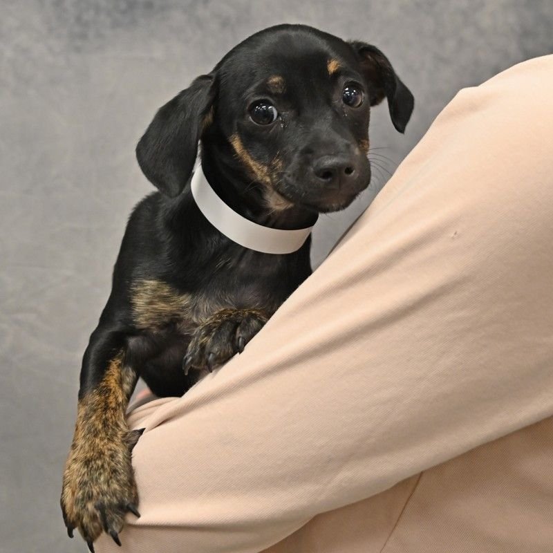 ONYX - Unknown available for adoption