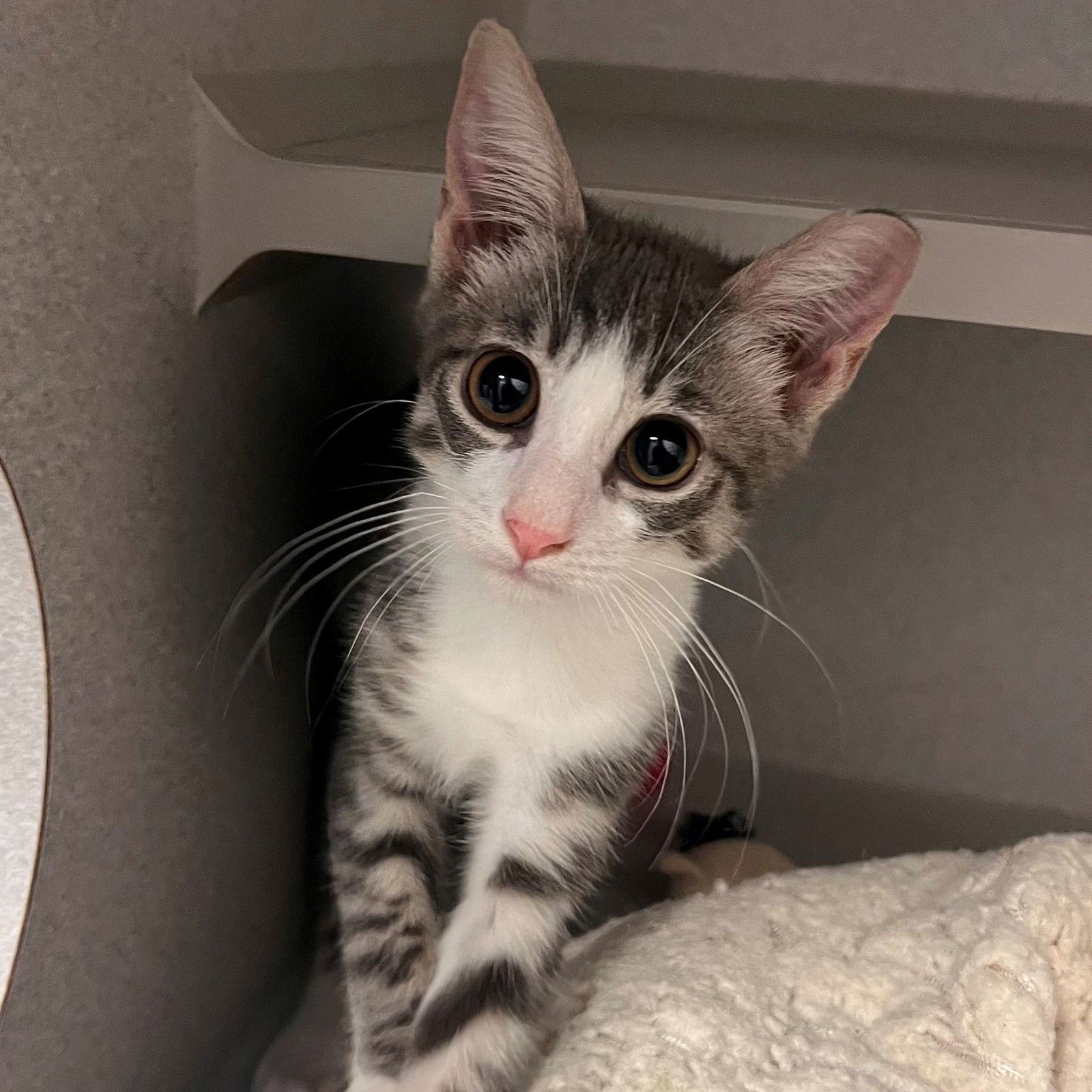 TOOTSIE - Unknown available for adoption