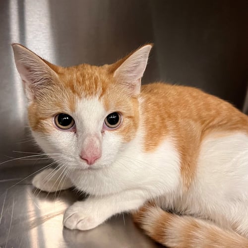 MCNUGGET - Unknown available for adoption