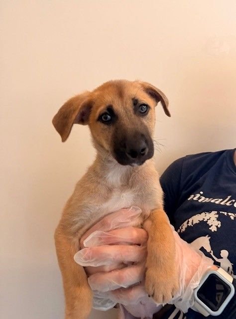 MAYO - Unknown available for adoption