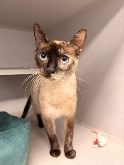 CORAL - Unknown available for adoption