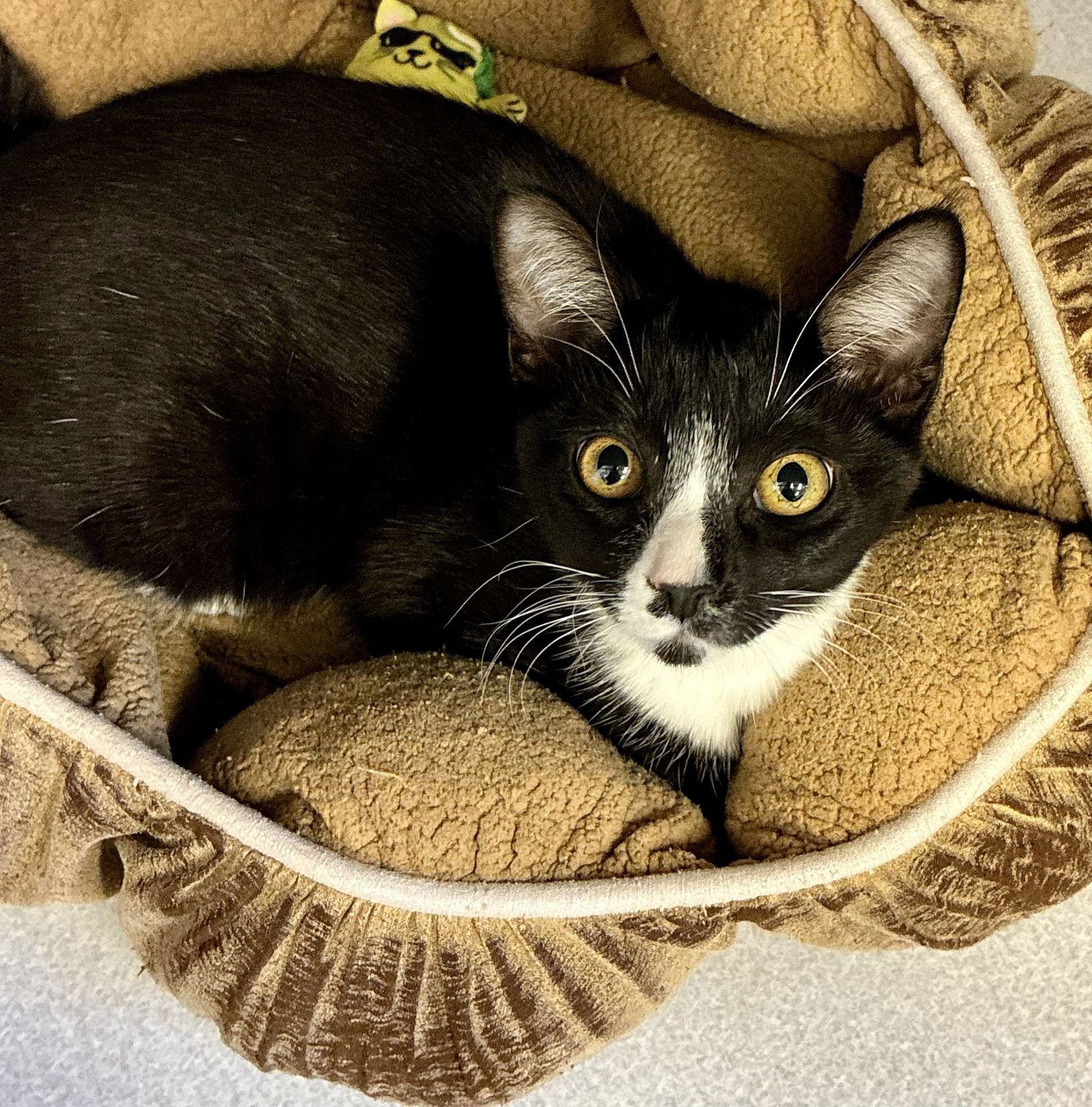 BUTTER - Unknown available for adoption