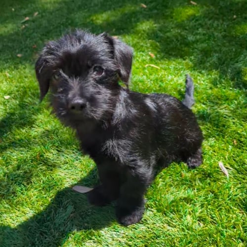 CHARLIE - Unknown available for adoption
