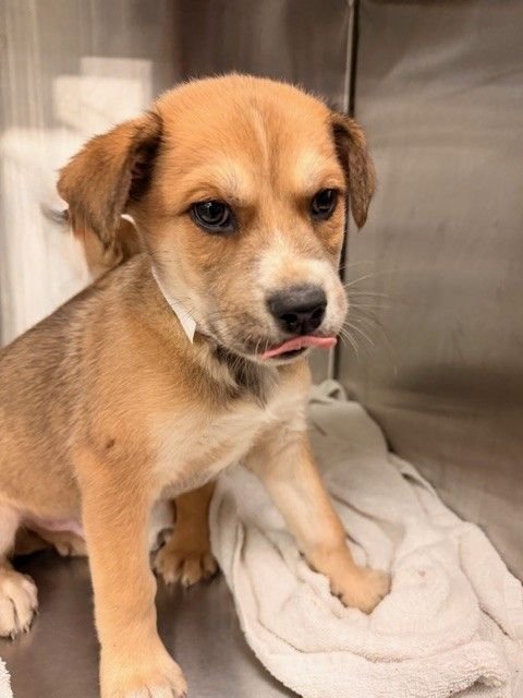 AVENUE - Unknown available for adoption