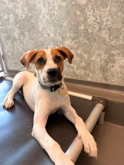 JACK - Unknown available for adoption