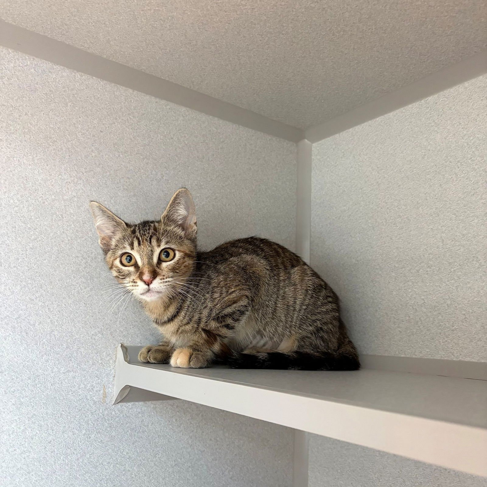 ANNA - Unknown available for adoption