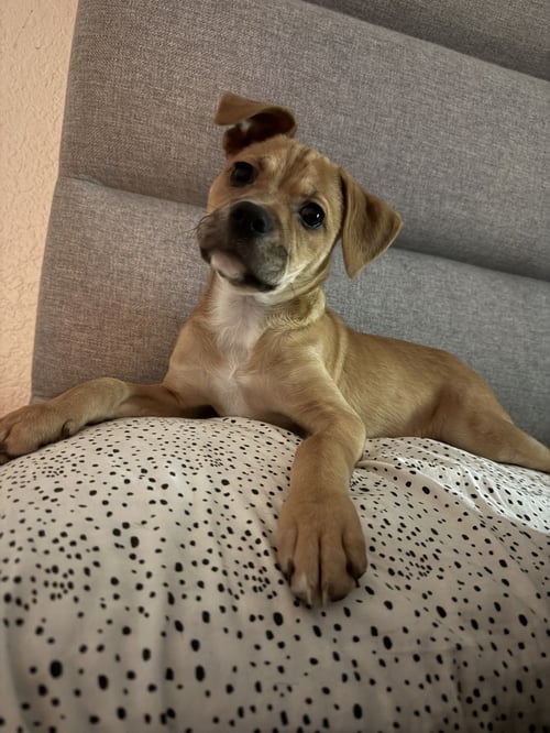 PRINCESS - Unknown available for adoption