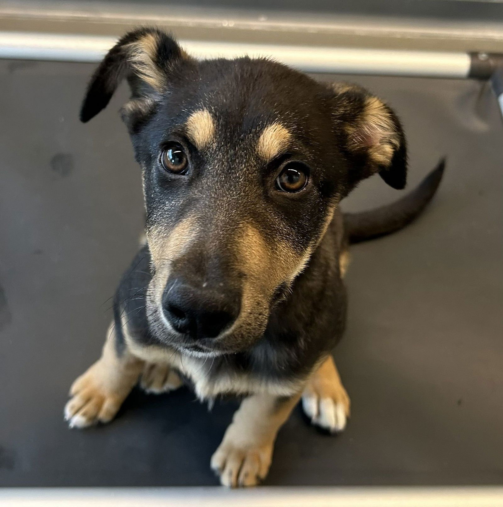 VIOLET - Unknown available for adoption