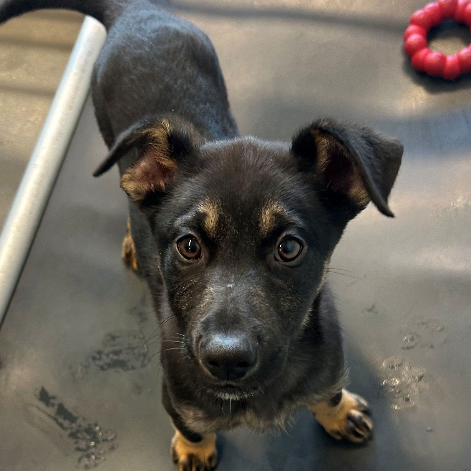 SUNFLOWER - Unknown available for adoption