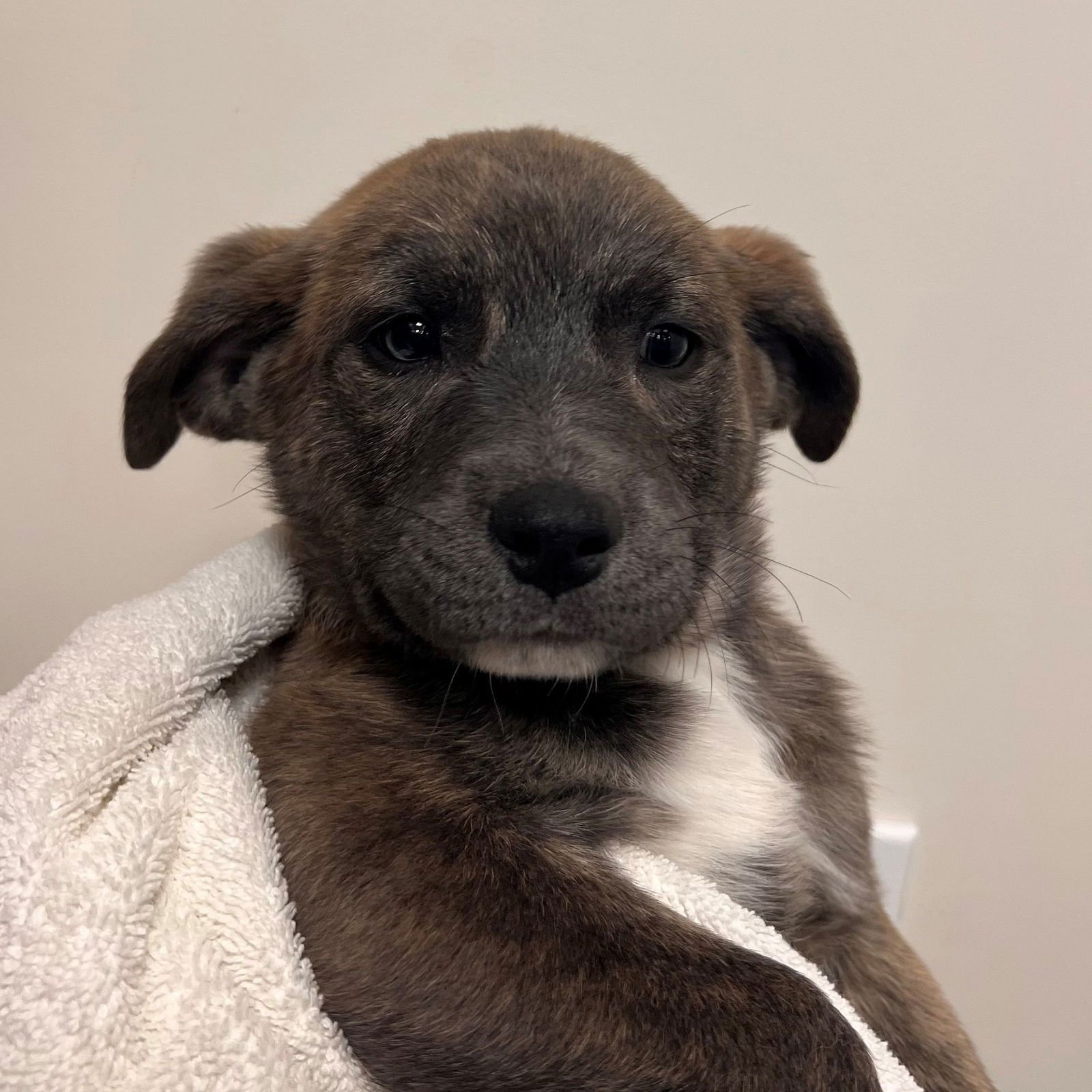 NIGEL - Unknown available for adoption