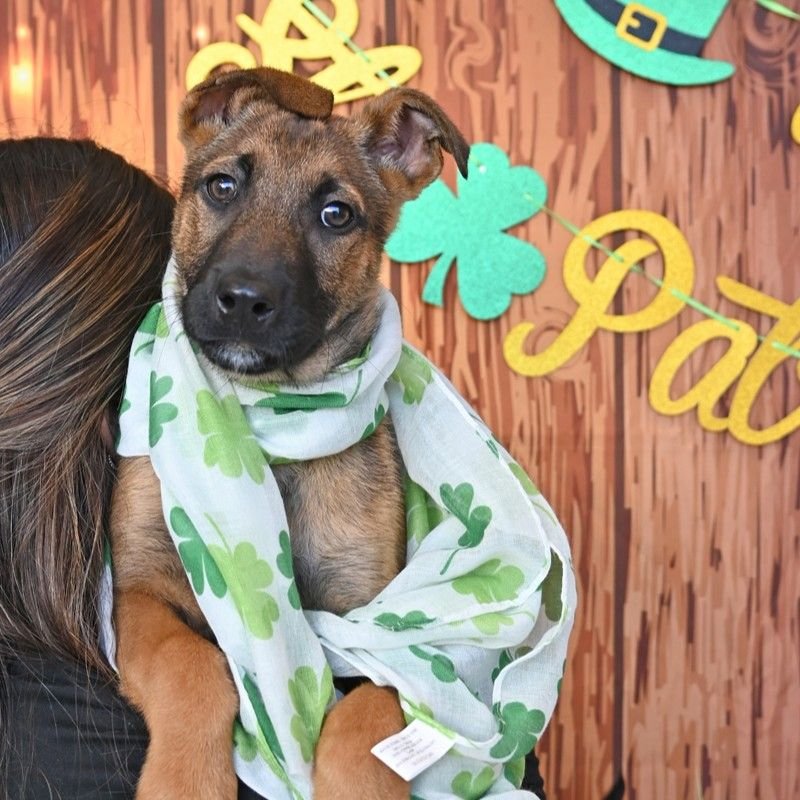 MASHED POTATO - Unknown available for adoption