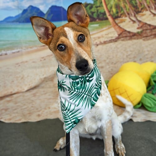 FLASH - Unknown available for adoption