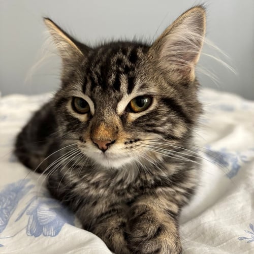 JAZZ - Unknown available for adoption
