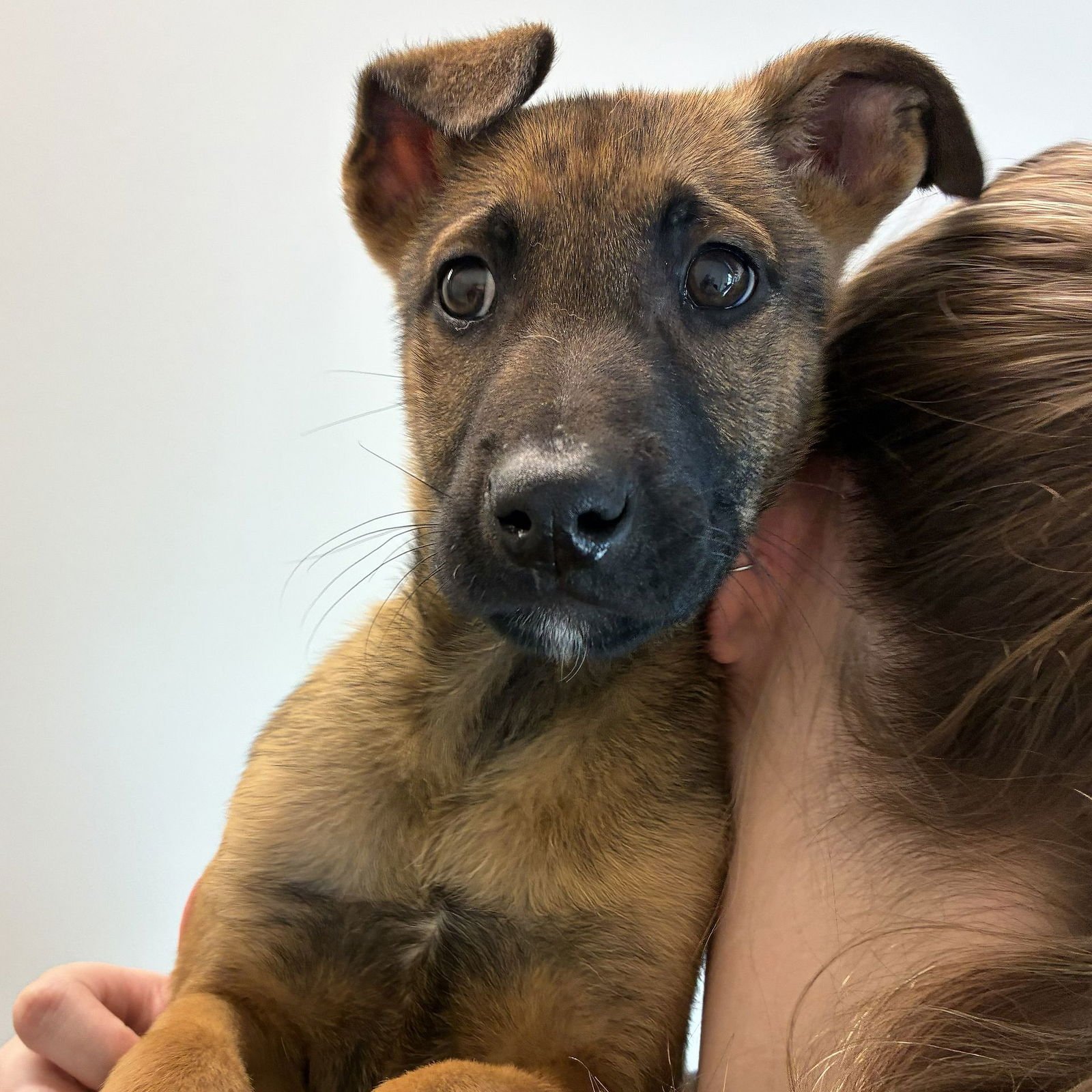 MASHED POTATO - Unknown available for adoption