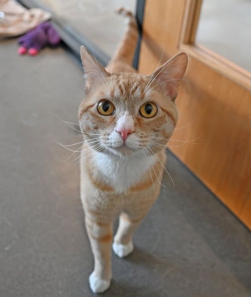 SIMBA - Unknown available for adoption