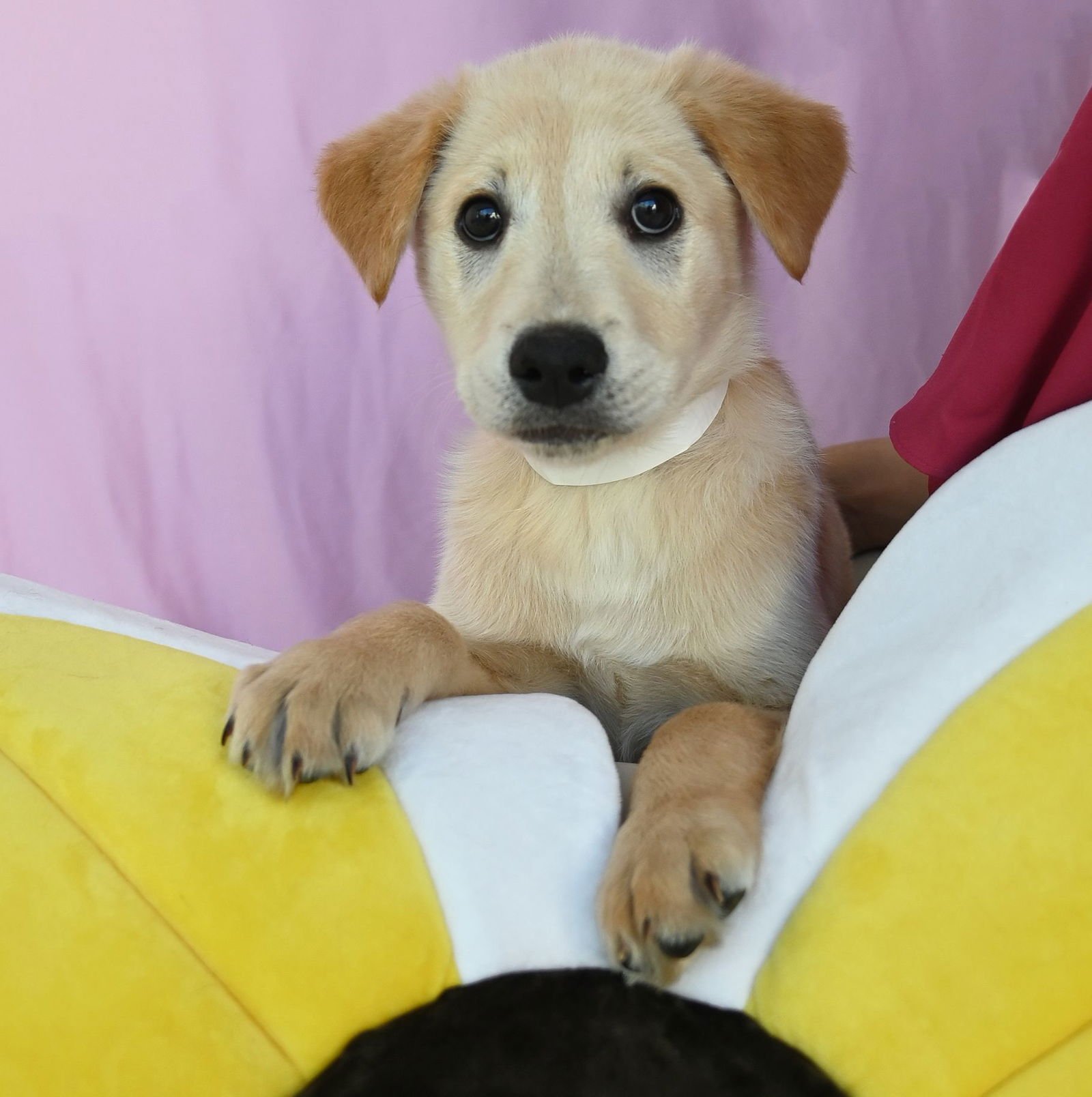 THUNDER - Unknown available for adoption