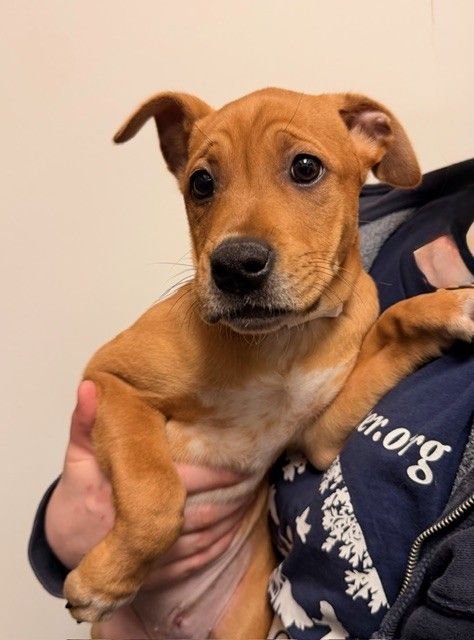 PONY - Unknown available for adoption