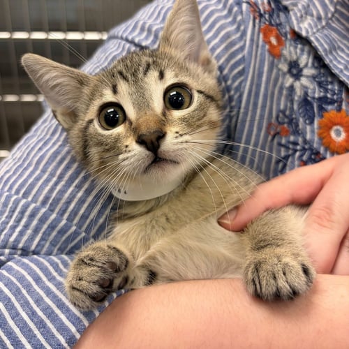 ALGEBRA - Unknown available for adoption