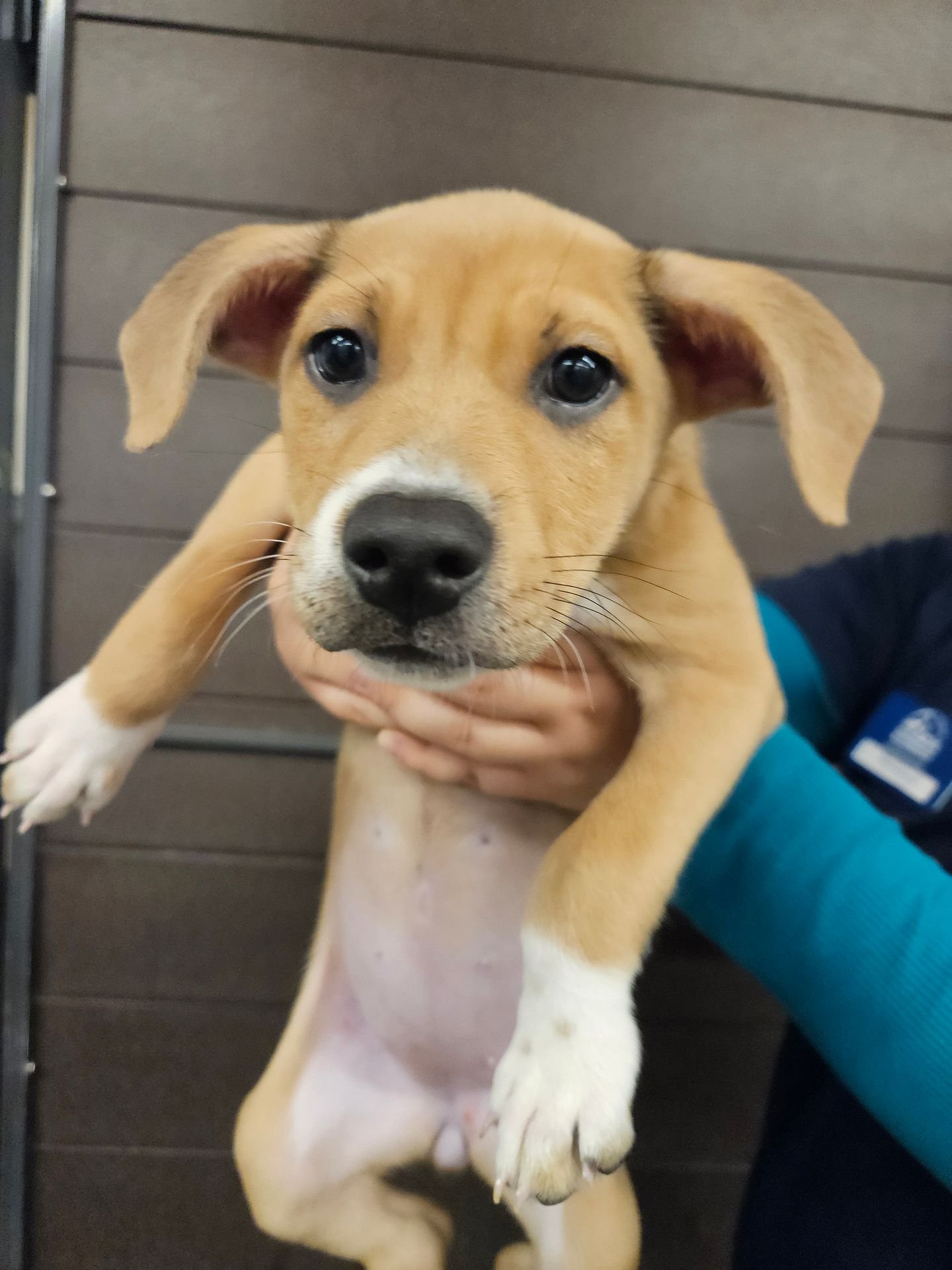 BUGATTI - Unknown available for adoption