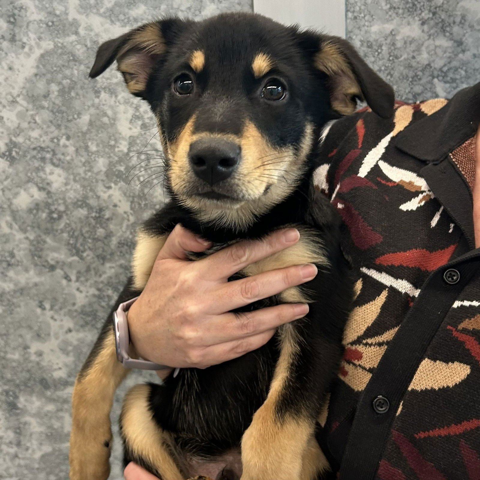 DUKE - Unknown available for adoption