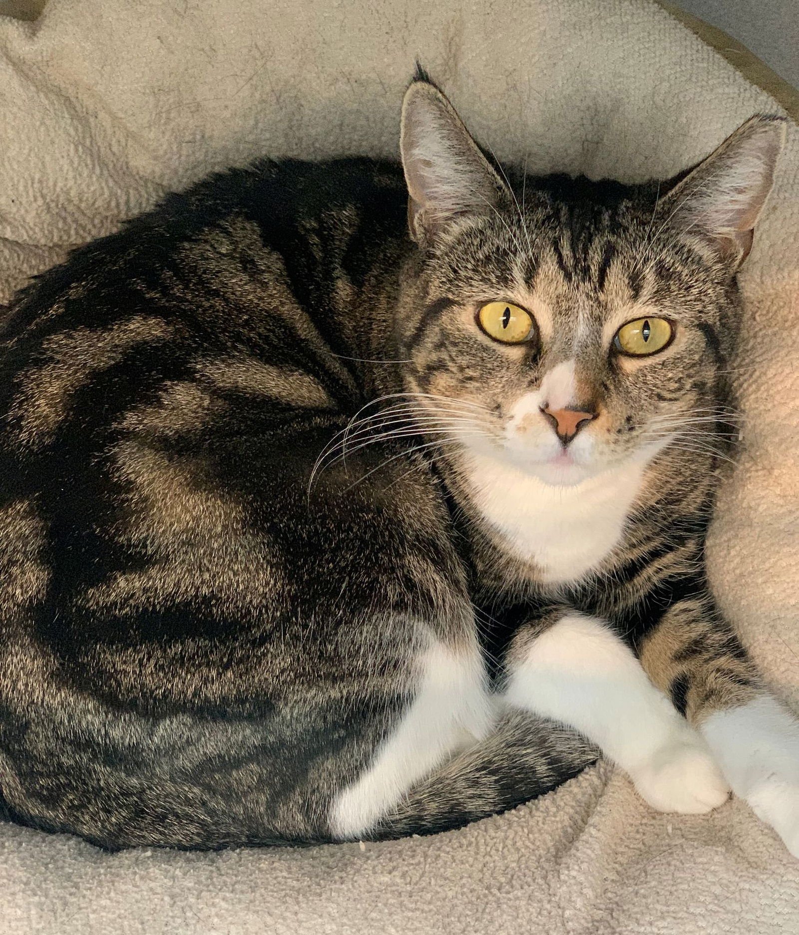 DOLLY - Unknown available for adoption