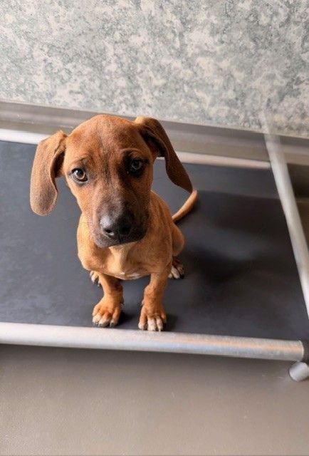 PHOENIX - Unknown available for adoption