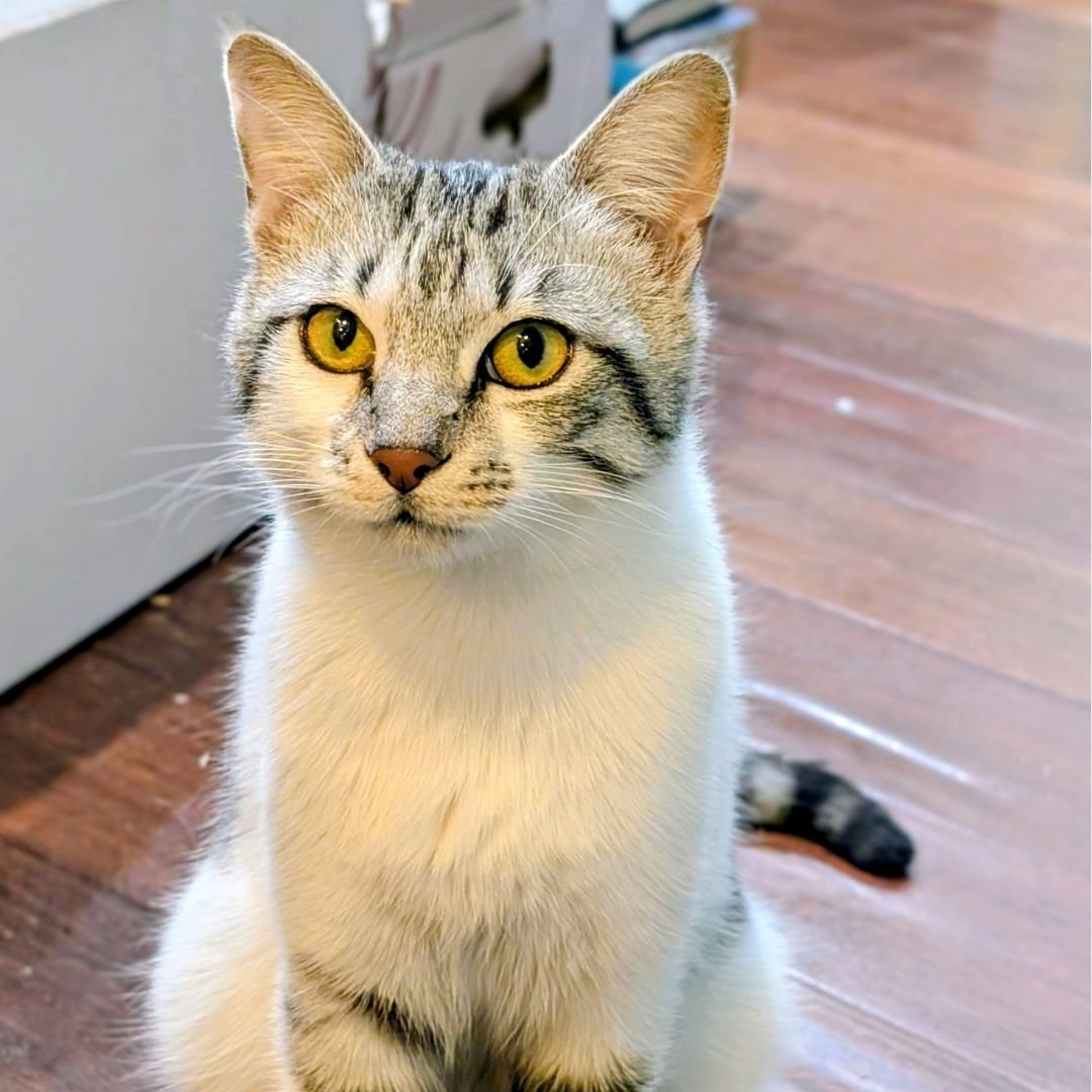 VIVIAN - Unknown available for adoption