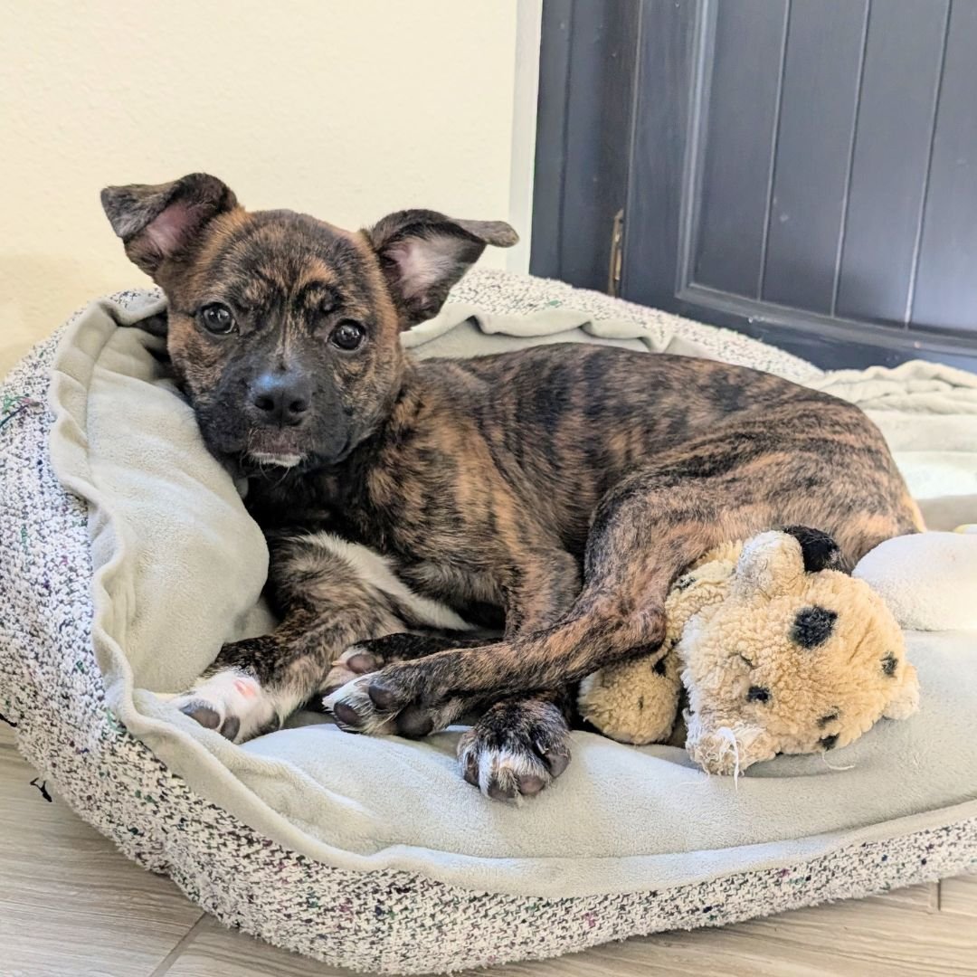 LUNA - Unknown available for adoption