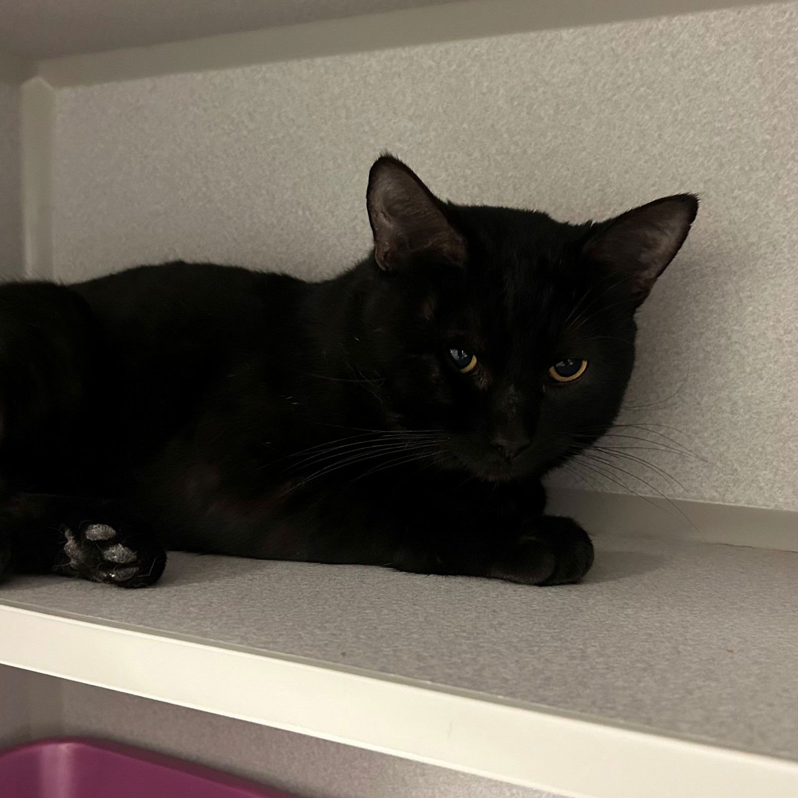 JIMMIE DEAN - Unknown available for adoption