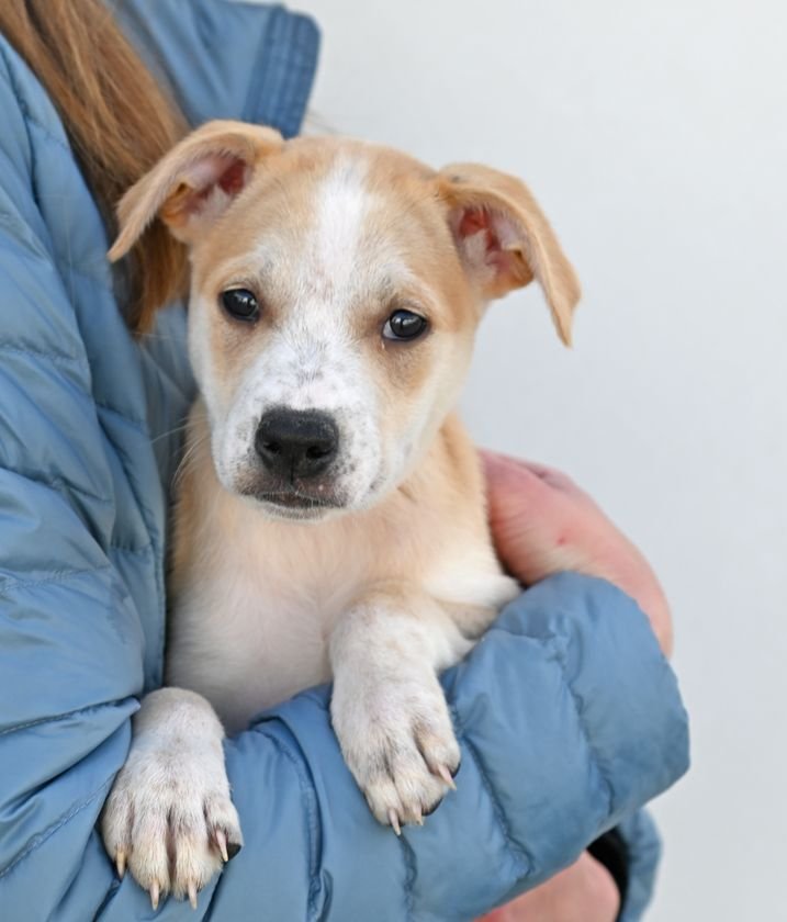 PIGLET - Unknown available for adoption